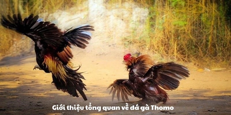 Tóm tắt sơ lược về đá gà Thomo